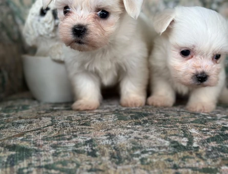 Teacup Maltese Yavrular - 7063