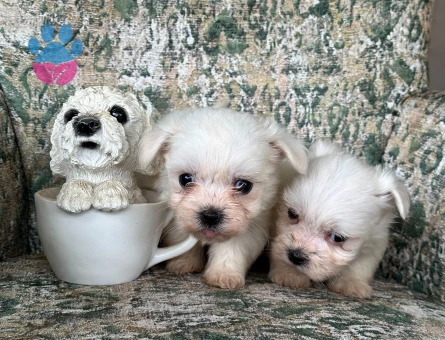 Teacup Maltese Yavrular - 7063 - Görsel 4