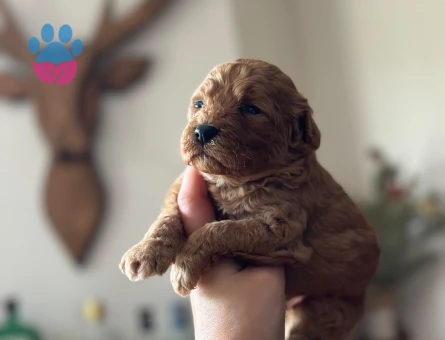 Toy Poodle Yavrular 2 Aylık Köpeğime Yuva Arıyor - 7064