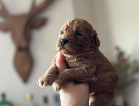 Toy Poodle Yavrular 2 Aylık Köpeğime Yuva Arıyor - 7064