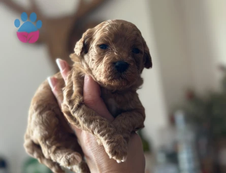 Toy Poodle Yavrular 2 Aylık Köpeğime Yuva Arıyor - 7064 - Görsel 3