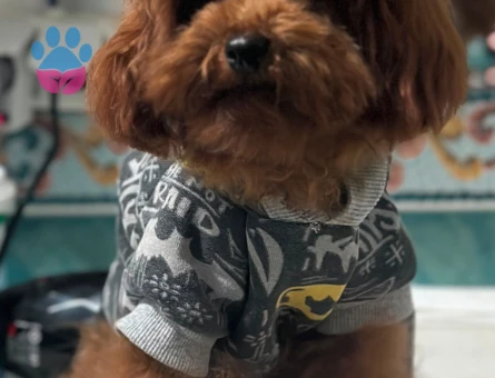 Toy Poodle Yavrular 2 Aylık Köpeğime Yuva Arıyor - 7064 - Görsel 5