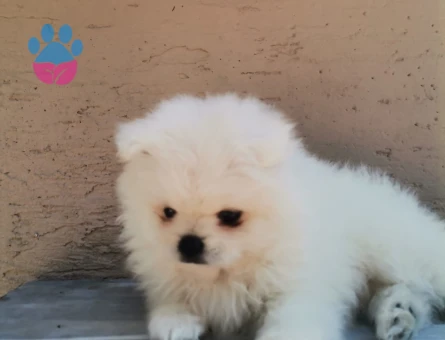 Yeni yuvasını arayan Pomeranian dostlarımız! - 7065