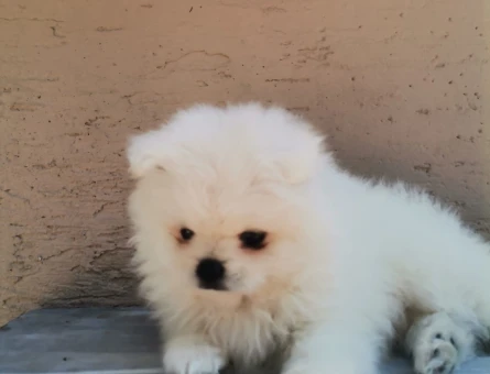 Yeni yuvasını arayan Pomeranian dostlarımız! - 7065