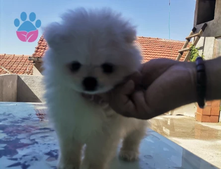 Yeni yuvasını arayan Pomeranian dostlarımız! - 7065 - Görsel 3