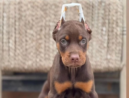 King Doberman  Europan - 7066