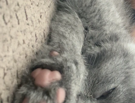 Yavru British Shorthair 2 Aylık Dişi - 7071