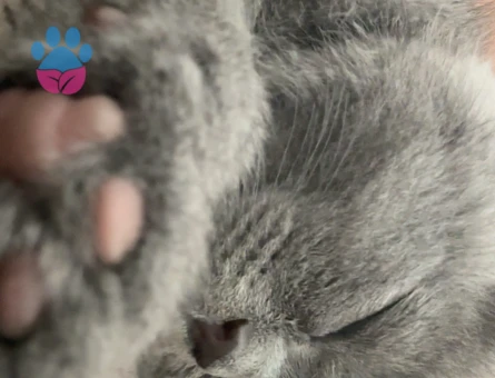 Yavru British Shorthair 2 Aylık Dişi - 7071 - Görsel 3