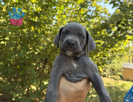 Cane Corso Köpeğime Yuva Arıyorum - 7072