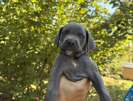 Cane Corso Köpeğime Yuva Arıyorum - 7072