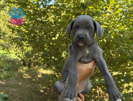 Cane Corso Köpeğime Yuva Arıyorum - 7072 - Görsel 3