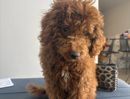 Toy Poodle Leo / Eğitimli ve Aşıları Tam - 7075