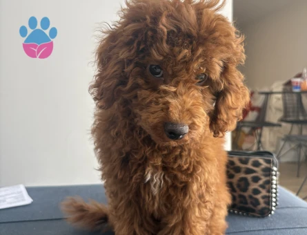 Toy Poodle Leo / Eğitimli ve Aşıları Tam - 7075 - Görsel 3