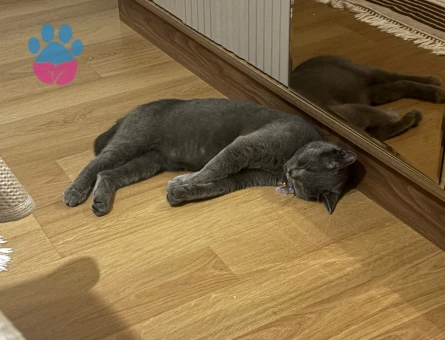 British Shorthair Kedime Yuva Arıyorum - 7076 - Görsel 3