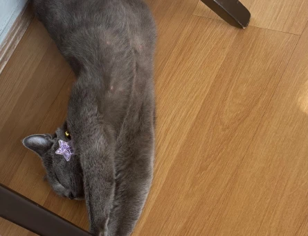 British Shorthair Kedime Yuva Arıyorum - 7076