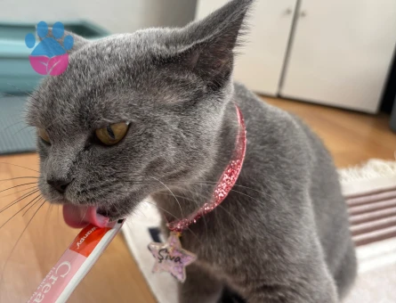 British Shorthair Kedime Yuva Arıyorum - 7076 - Görsel 4