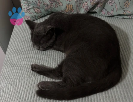 British Shorthair Kedime Yuva Arıyorum - 7076 - Görsel 5