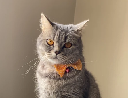 British Shorthair 1 Yaşında Kedim Yuva Arıyor - 7077