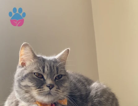 British Shorthair 1 Yaşında Kedim Yuva Arıyor - 7077 - Görsel 3
