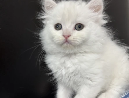 British longhair Dişi 1 Yaşında - 7079