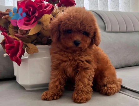 ÇOK ÖZEL KORE TOY POODLE YAVRULARIMIZ - 7080