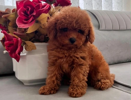 ÇOK ÖZEL KORE TOY POODLE YAVRULARIMIZ - 7080