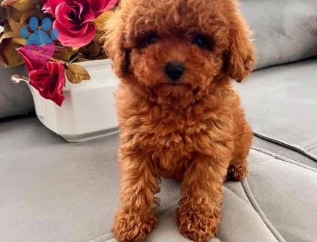 ÇOK ÖZEL KORE TOY POODLE YAVRULARIMIZ - 7080 - Görsel 3