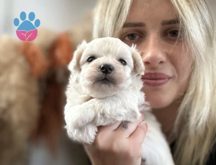 Safkan Maltese Yavruları - 7082 - Görsel 4