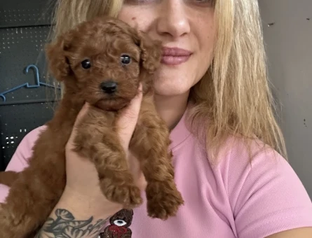 Safkan Toy Poodle Yavruları - 7083