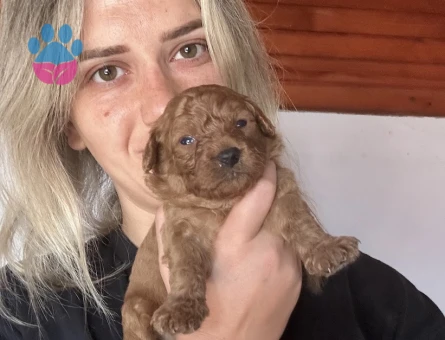 Safkan Toy Poodle Yavruları - 7083 - Görsel 5