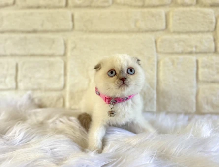 Scottish  Fold Bluepoint Dişi 2 Aylık