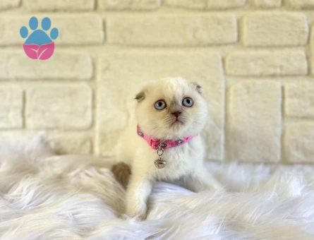 Scottish  Fold Bluepoint Dişi 2 Aylık