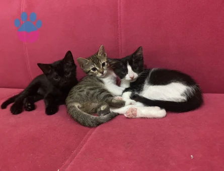 2 Aylık Yavru kedi sahiplendirme - 8840