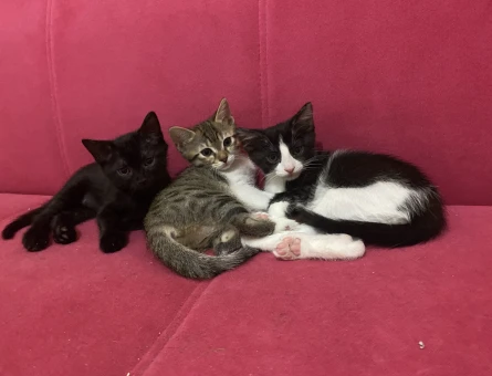 2 Aylık Yavru kedi sahiplendirme - 8840