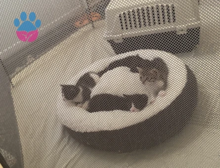 2 Aylık Yavru kedi sahiplendirme - 8840 - Görsel 3