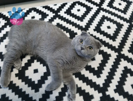 Erkek Scottish Fold 5 Aylık - 8843 - Görsel 2