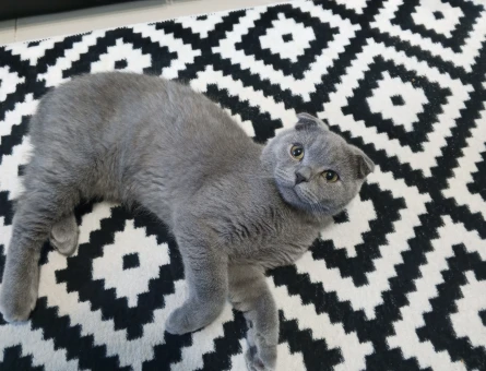 Erkek Scottish Fold 5 Aylık - 8843