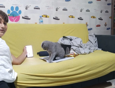 Erkek Scottish Fold 5 Aylık - 8843 - Görsel 3