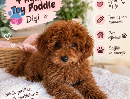 Toy Poddle - 8844 - Görsel 3