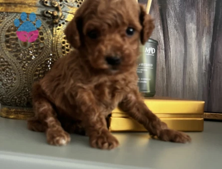 ORJINAL ÇOK ÖZEL TOY POODLE YAVRULARIMIZ - 8846
