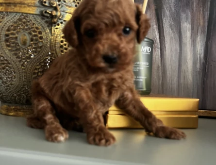 ORJINAL ÇOK ÖZEL TOY POODLE YAVRULARIMIZ - 8846