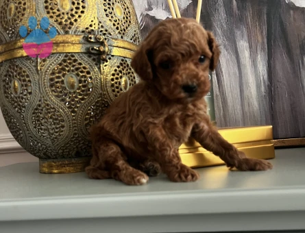 ORJINAL ÇOK ÖZEL TOY POODLE YAVRULARIMIZ - 8846 - Görsel 3