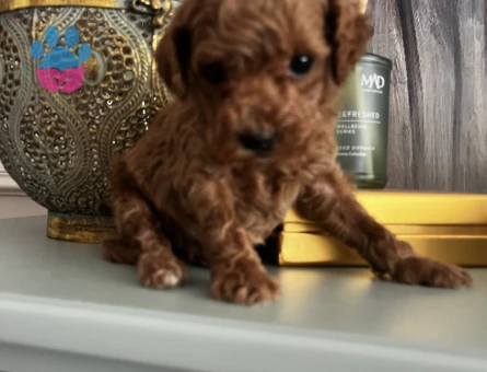IRK GARANTİLİ TOY POODLE YAVRULARIMIZ - 8847