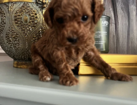IRK GARANTİLİ TOY POODLE YAVRULARIMIZ - 8847