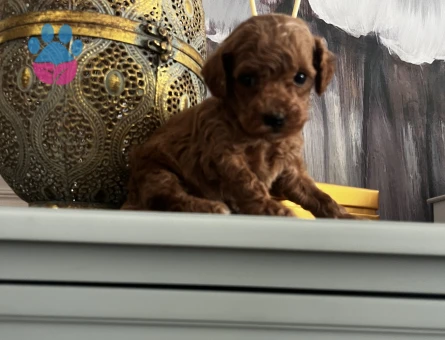 IRK GARANTİLİ TOY POODLE YAVRULARIMIZ - 8847 - Görsel 3