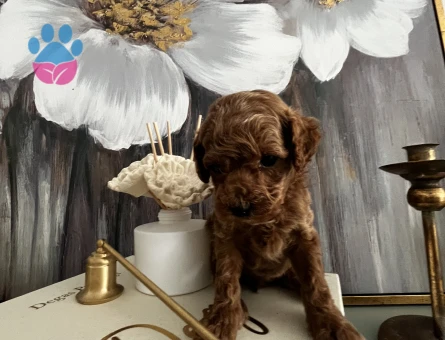 EN ÖZEL KORE KAN POODLE YAVRULARIMIZ - 8848