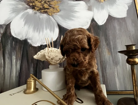 EN ÖZEL KORE KAN POODLE YAVRULARIMIZ - 8848