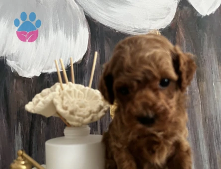 EN ÖZEL KORE KAN POODLE YAVRULARIMIZ - 8848 - Görsel 3