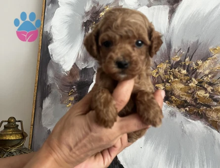 EŞSİZ GÜZELLİK DE POODLE YAVRULARI - 8849