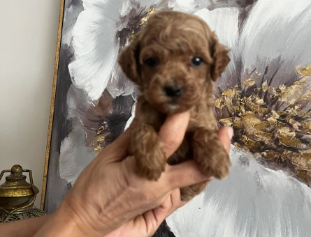 EŞSİZ GÜZELLİK DE POODLE YAVRULARI - 8849